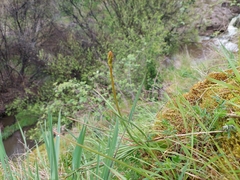 Bulbine glauca