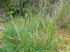 Bulbine glauca
