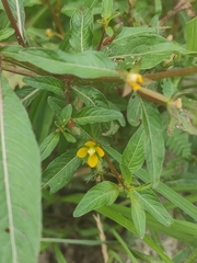 Ludwigia erecta