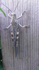 Anacridium aegyptium