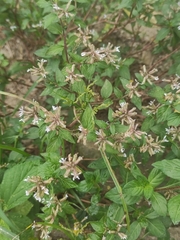 Cuphea racemosa