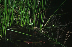Litoria peronii