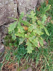 Quercus robur