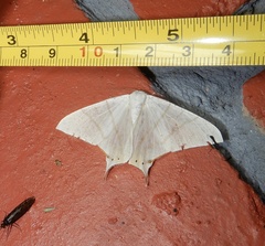 Ourapteryx marginata