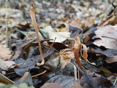 Macrotyphula fistulosa