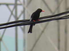 Hypsipetes leucocephalus