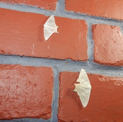 Ourapteryx marginata