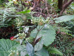 Lepidagathis formosensis