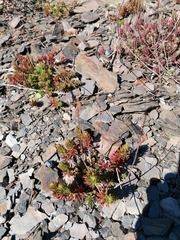 Petrosedum rupestre