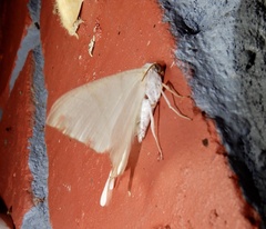 Ourapteryx marginata