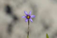 Sisyrinchium chilense