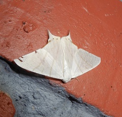 Ourapteryx marginata