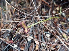 Drosera binata