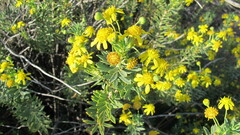 Euryops lateriflorus