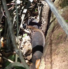 Silvascincus murrayi