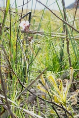 Drosera hilaris