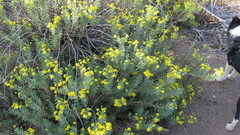 Euryops lateriflorus