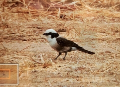 Eurocephalus ruppelli