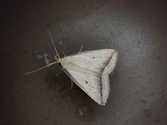 Zanclognatha obliqua