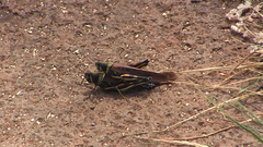 Schistocerca melanocera