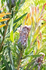 Protea lepidocarpodendron