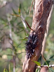Septobasidium clelandii