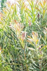 Protea lepidocarpodendron