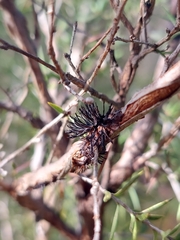 Septobasidium clelandii
