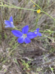 Wahlenbergia gracilis