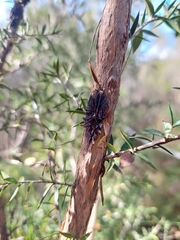 Septobasidium clelandii