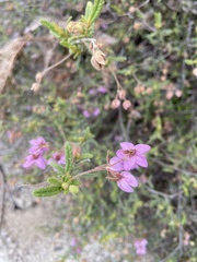Thomasia petalocalyx