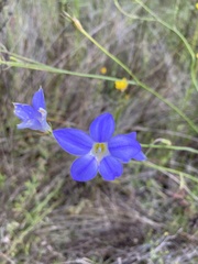 Wahlenbergia gracilis