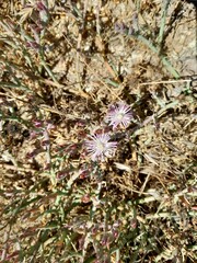 Mesembryanthemum junceum