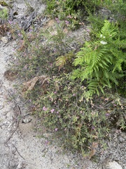 Thomasia petalocalyx