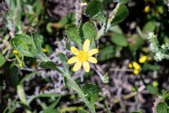 Osteospermum ciliatum