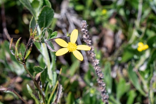 Image of Osteospermum ciliatum by (c) magriet b, some rights reserved (CC BY-SA)