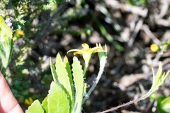 Osteospermum ciliatum