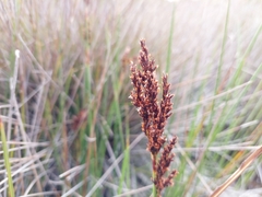 Machaerina tetragona