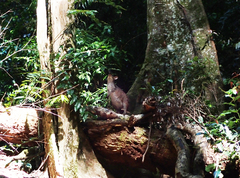 Thylogale stigmatica