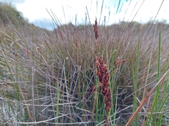 Machaerina tetragona