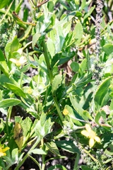 Osteospermum ciliatum