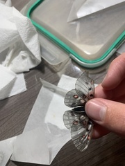 Parnassius smintheus