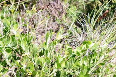 Osteospermum ciliatum