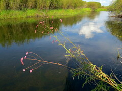 Sanguisorba tenuifolia