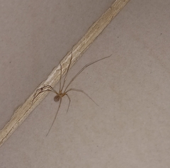 Physocyclus globosus