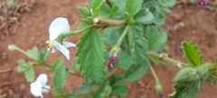 Hibiscus micranthus