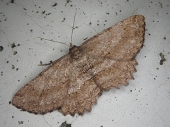 Hypomecis crassestrigata