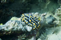 Phyllidia varicosa
