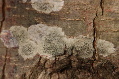 Lecidella elaeochroma