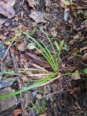 Carex forsteri
